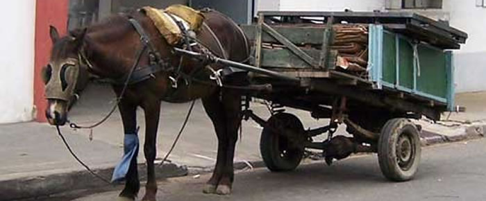 caballos2