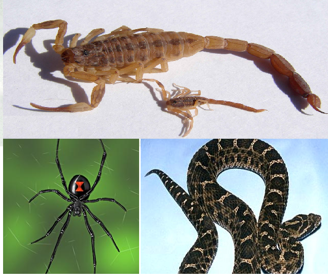 Especies venenosas