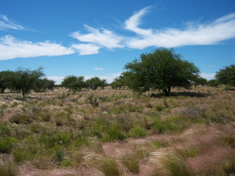Flechilla creciendo debajo de caldenes en La Pampa