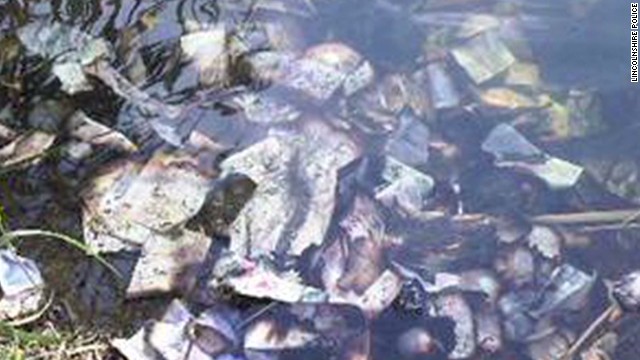 dolares en el rio
