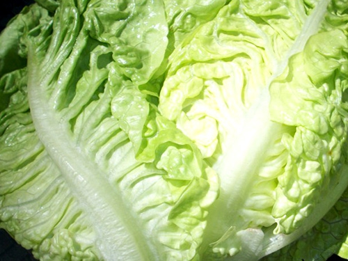 lechuga
