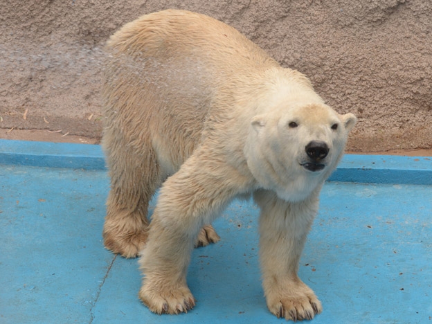 oso