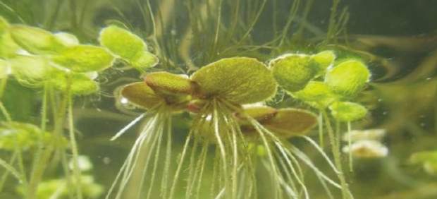 planta