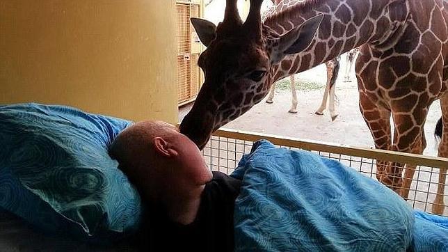 jirafa-beso-enfermo-terminal-cancer-644x362