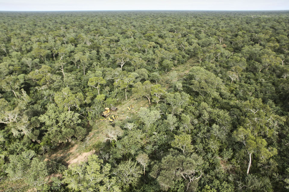 Jaguares de Greenpeace paran desmontes en el Chaco