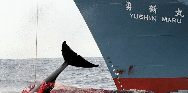 La-caza-de-ballenas-en-Japon-no-es-rentable