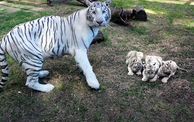 TIGRE1