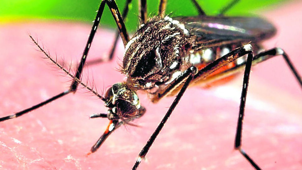 dengue_7