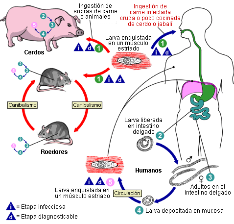 Ciclo_vital_de_la_Trichinella (1)