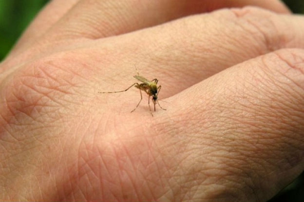 dengue3