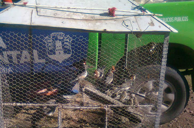 policia ambiental aves