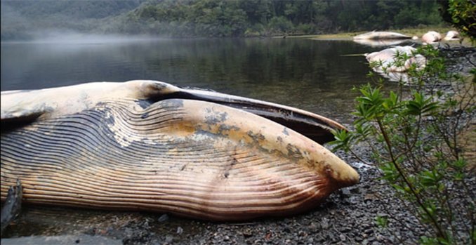 ballenas muertas chile