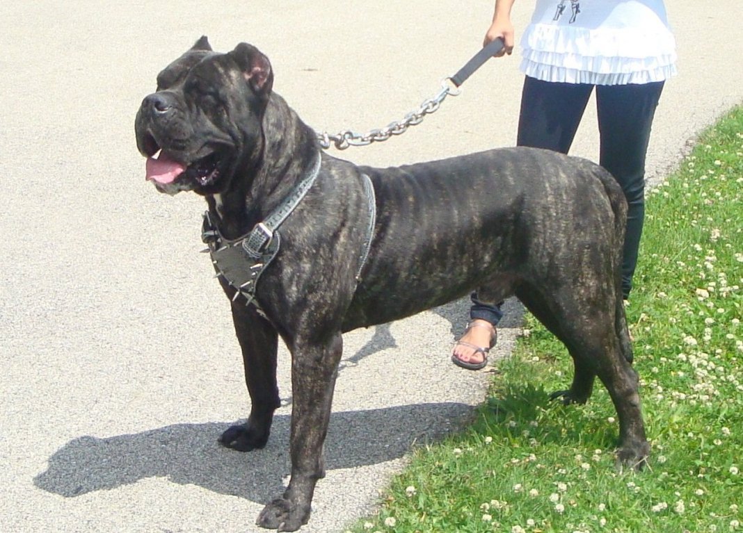 presa canario