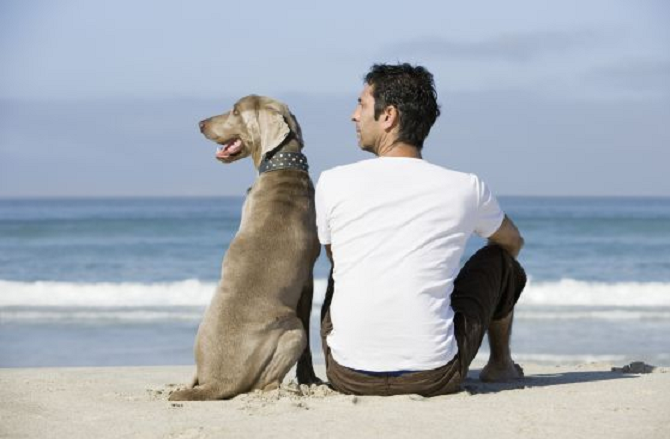 perros