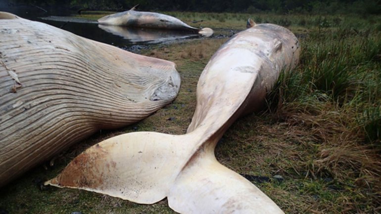 ballenas chile