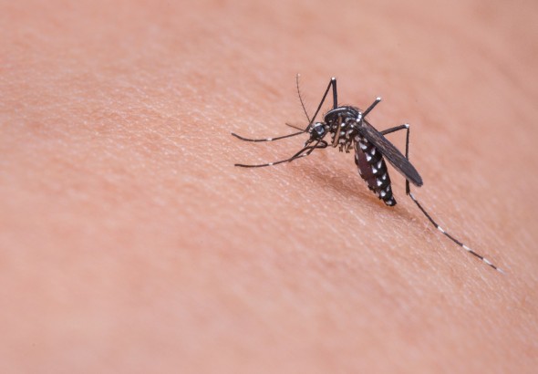 zika