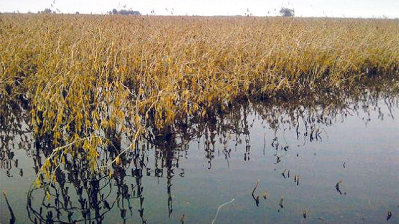 soja inundaciones