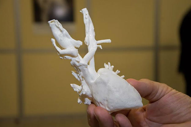 Biomodelos-6