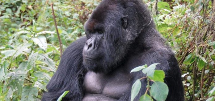 gorilla del este