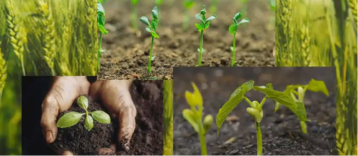 Biofertilizantes esquema