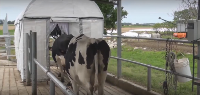 Trampa de paso para control de Mosca de los Cuernos