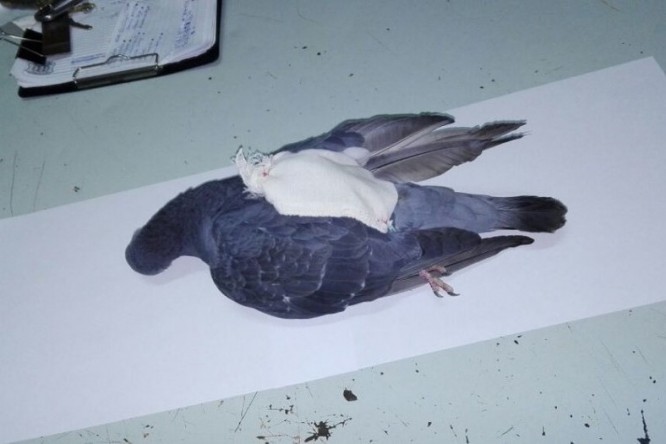 narcopaloma