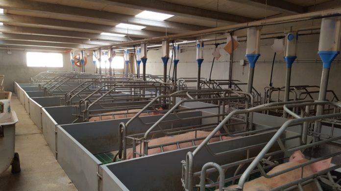 Parideras de cerdo