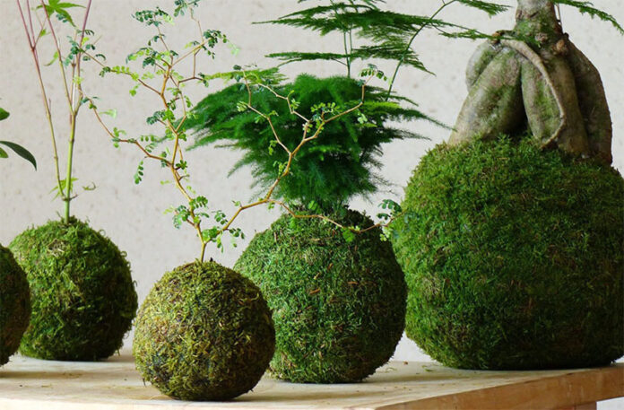 kokedama-plantas-1-a