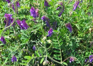 Vicia villosa