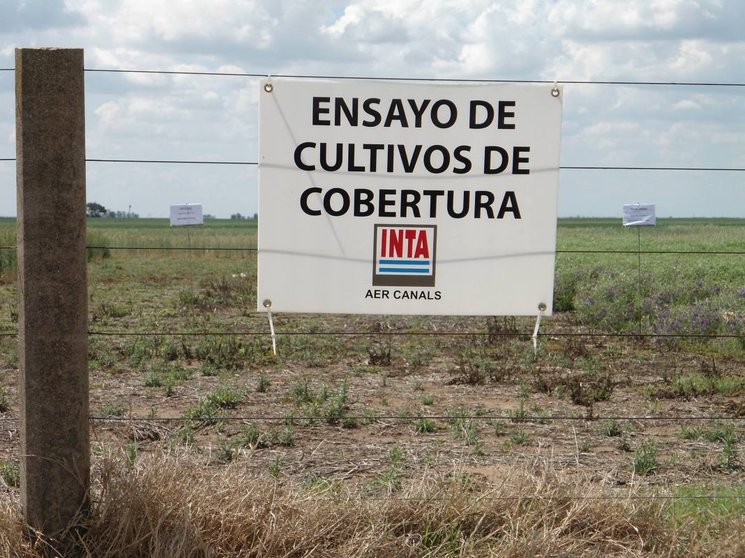 cultivos de cobertura