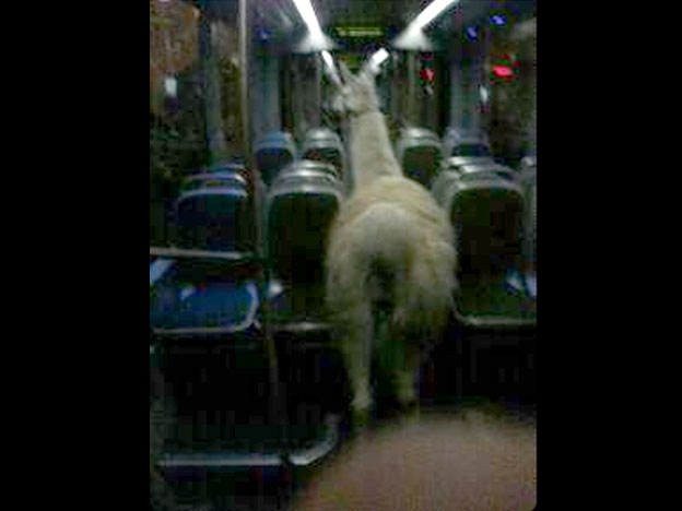 llama1