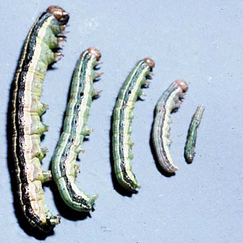 Larvas de Spodoptera en distintos estadíos
