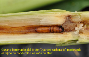 Diatraea sacharallis