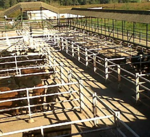Mercado ganadero de Rosario