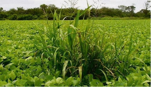 Sorgo de Alepo contaminado lote de soja