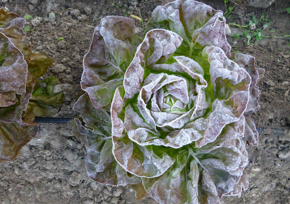 Lechuga morada-helada blanca-