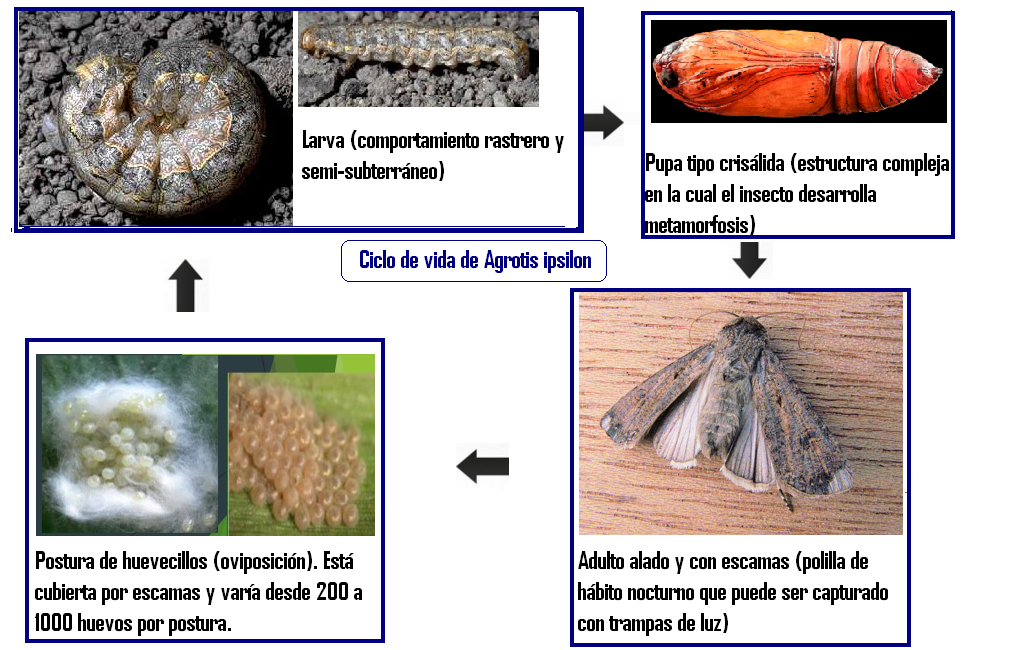 Distintas etapas en la vida de una oruga cortadora típica (agrotis ipsilon)