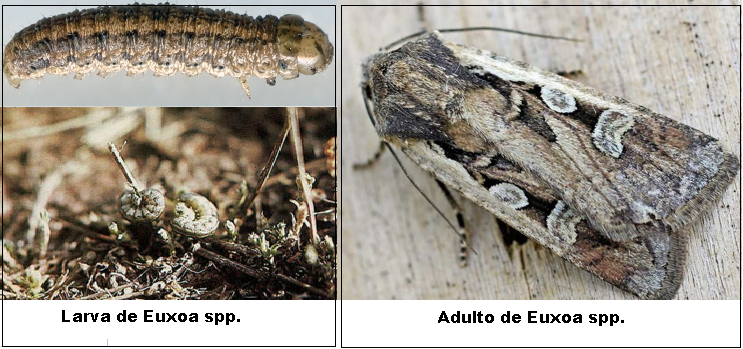 Euxoa spp.