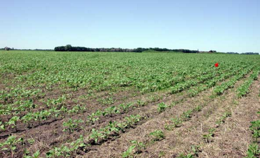 Lote de Girasol en Siembra Directa afectado por orugas cortadoras