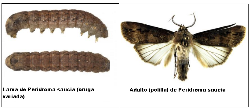 Peridroma saucia