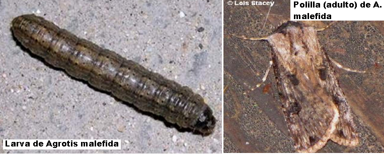 larva y adulto de A. malefida