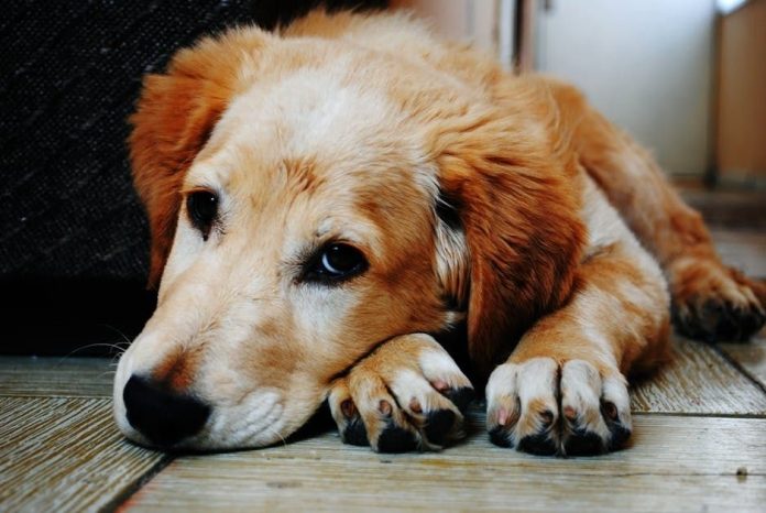 mira triste perros