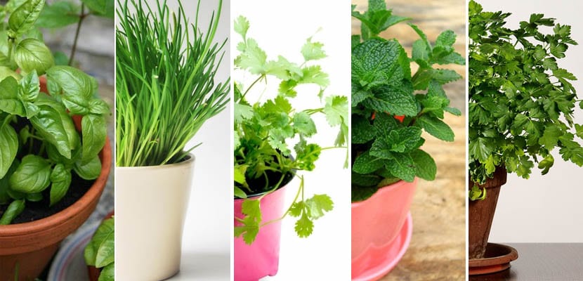 plantas-aromaticas-1